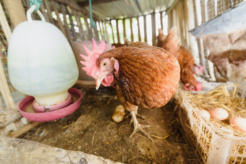 Chicken in the local farm