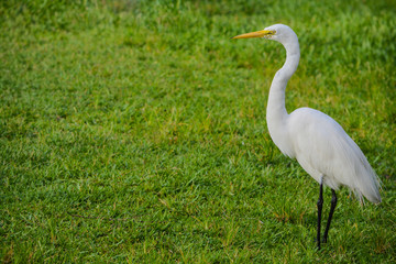 A Great White Heron (ardea herodias occidentalis)In the park at the Largo Central Park in Largo, Florida.