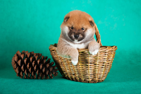 Shiba Inu puppy in a basket on green background. Studio shot