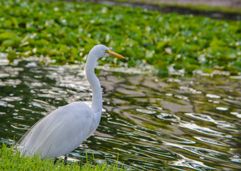 A Great White Heron (ardea herodias occidentalis)In the park at the Largo Central Park in Largo, Florida.