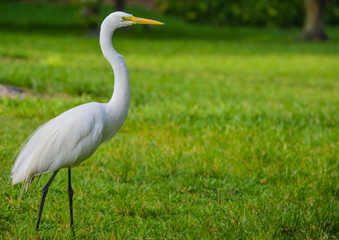 A Great White Heron (ardea herodias occidentalis)In the park at the Largo Central Park in Largo, Florida.