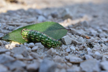 Raupe mit Blatt auf Kiessteinen