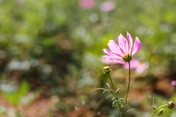 Fluorescent pink flower