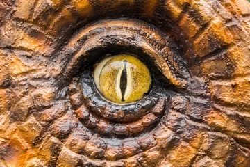 Fotobehang Dinosaurussen Eye of the dinosaur hunters.  © P Stock