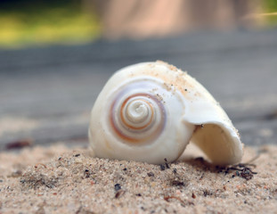 Seashell in Sand