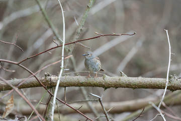 dunnock in woodland