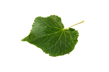 Linden leaf on a white background