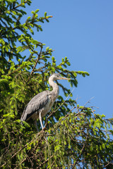 heron on treetop