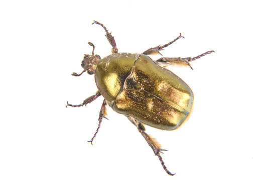 Beetle (Potosia cuprea) on a white background