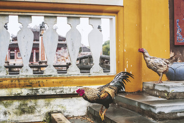 chicken and Rooster near Confucian Temple, Hoi An, Quang Nam Province, Vietnam