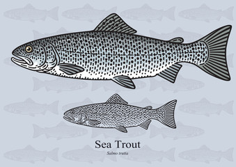 Sea Trout. Vector illustration for artwork in small sizes. Suitable for graphic and packaging design, educational examples, web, etc.