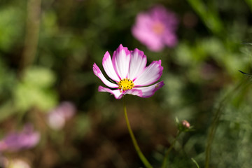 Fluorescent pink flower