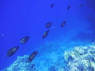 Fototapeta premium Tropical fish swim a line above the coral reef.