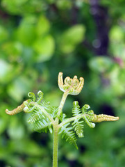 new fern frond uncoiling in spring