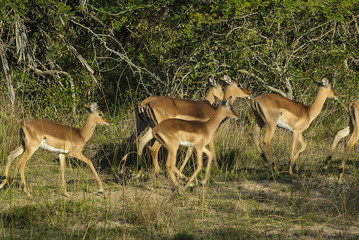 Impala , South Africa