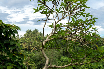 Tropical Rainforest Landscape, Bali island, Indonesia.