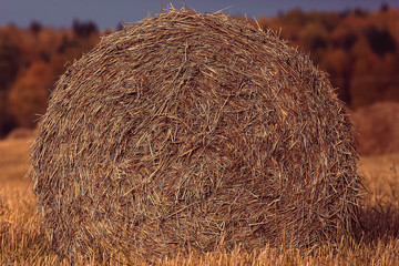 landscape haystacks in a field of autumn village