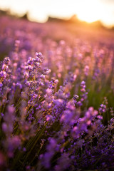 Obraz premium The sunset on the lavender field