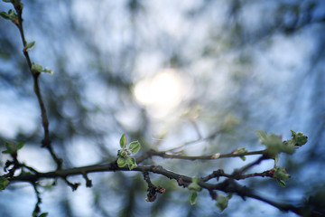toned background spring tree branches with young leaves sun glare blur bokeh