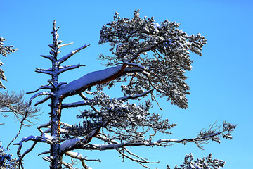 The road through the winter forest