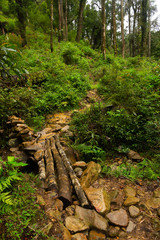 Forest of the Fansipane Mountain, Vietnam