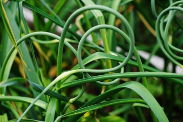 Bunches of freshly picked green garlic scape stems