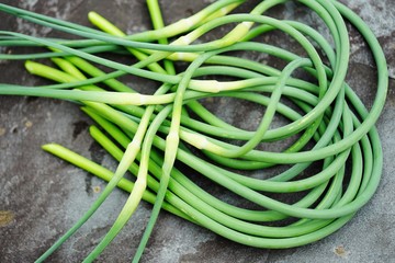 Bunches of freshly picked green garlic scape stems