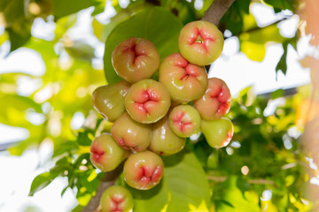 Syzygium fruits and leaves on a tree branch in a tropical garden with blurred vegetation lit by sunshine in the background. Water rose apple in Thailand