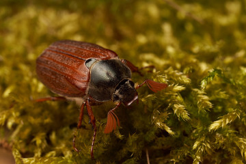 May bug or cockchafer (Melolontha melolontha)
