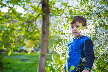 adorable kid boy portrait in blooming cherry garden, walking outdoor. child exploring flowers on bloom tree