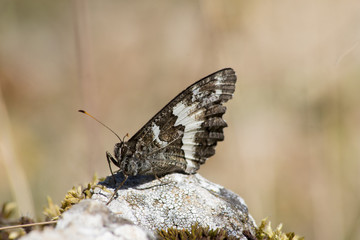 Farfalla 