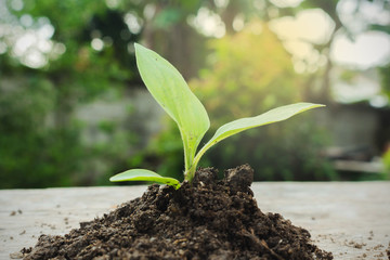 The concept of a new life, planting seedlings (trees) as well as starting a business