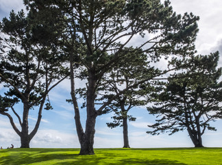 Evergreen trees of the pine family shadow on English lawn. Blue sky with some clouds, in the background silohuette of picnics.
