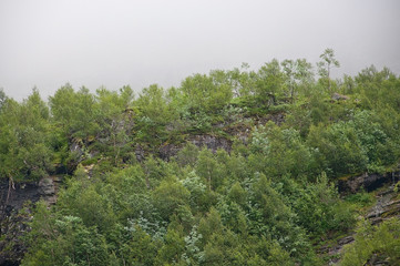 Obraz premium Fresh green forest in fog. Scenic landscape in Bindal in Nordland, Norway on a sunny summer day.