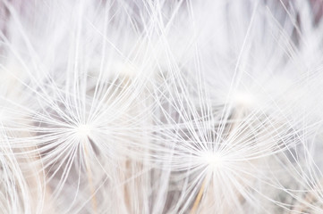 Dandelion seeds background abstract macro photo.