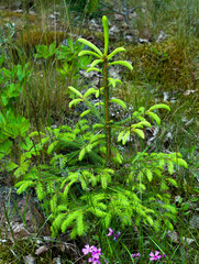 Small green baby spruce with fresh spring green buds. Sweden in springtime.