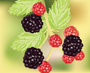 Fresh blackberry fruits growing. Vector realistic illustration