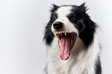 Border collie portrait