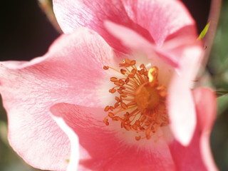 Wild flowers under the sun