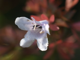 Wild flowers under the sun