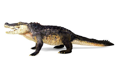 Crocodile isolated on white background, 3D rendering