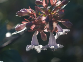 Wild flowers under the sun