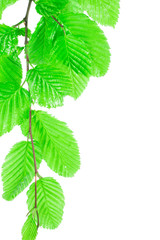 green leaves on white