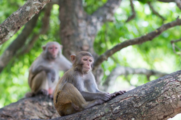 Monkey rhesus monkey sits on a tree under the supervision of an adult female