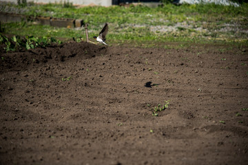 飛び立つ瞬間の鳥