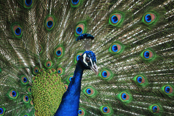 クジャクのドヤ顔