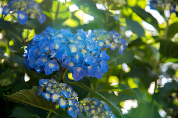 アジサイ