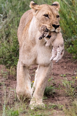Lioness with Cub