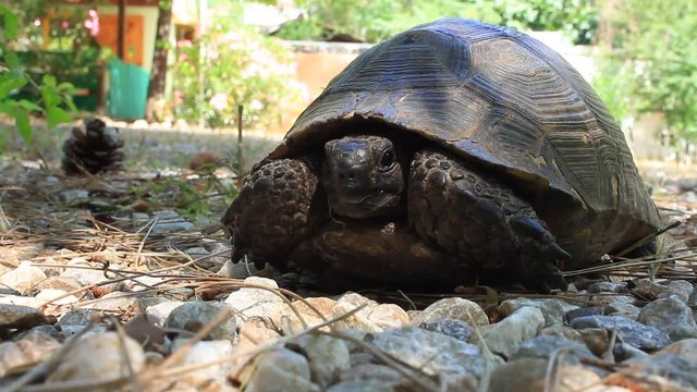 Portrait of desert tortoise in the garden. Testudo graeca, Spur-thighed tortoise. Desert tortoises lifespan varying from 50 to 80 years