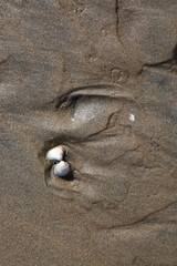Small white seashell on sandy brown wet beach. Falkenberg, Sweden.